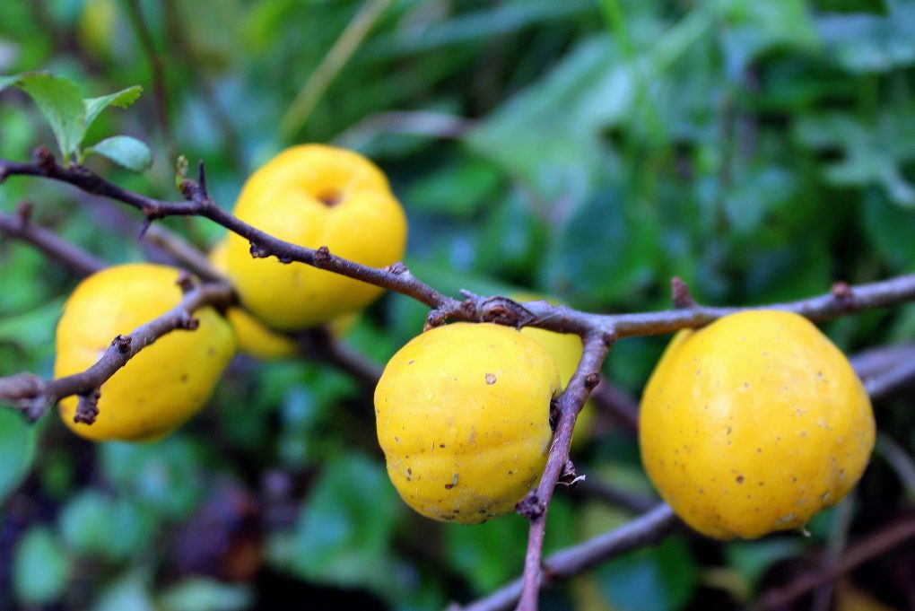 Nami Nami A Food Blog Beautiful Flowers Fragrant Fruit