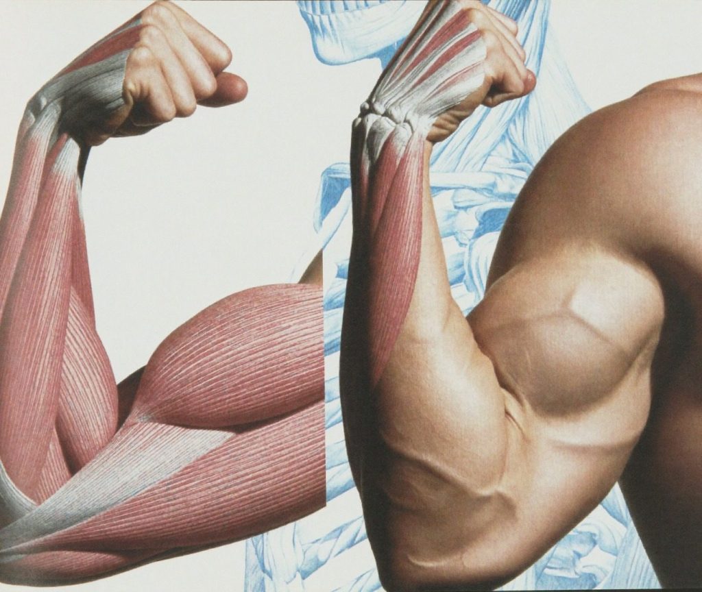 Illustration of the biceps and triceps anatomy next to a flexed arm