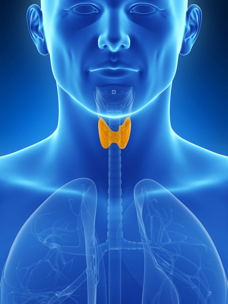 thyroid-the-basics-anna-lewandowska-healthy-plan-by-ann