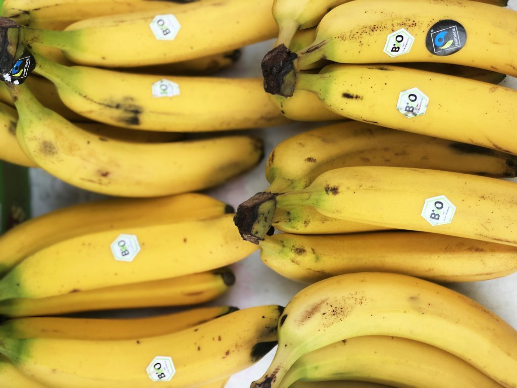 Bunches of bananas with round BIO and Fairtrade stickers on the skins