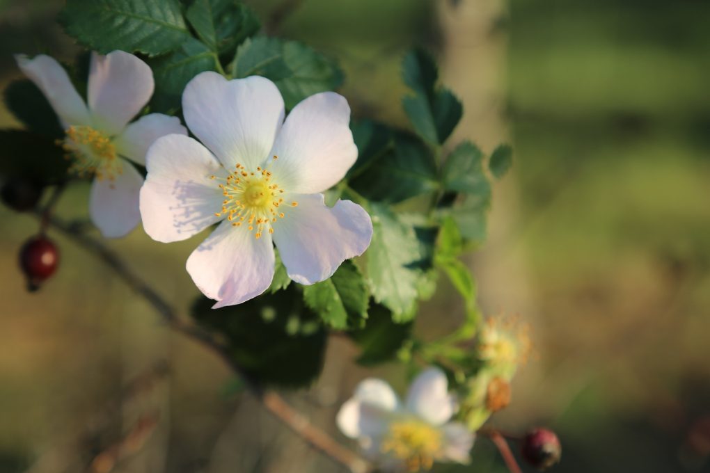 Wild rose flowers with white petals and yellow stamens on a shrub, with two dark red hips behind them